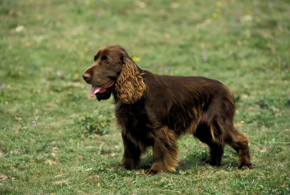 Black and store tan field spaniel