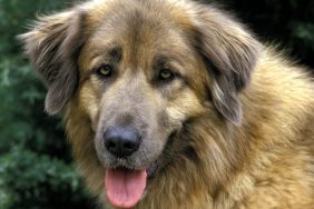 Estrela Mountain Dog looking to camera