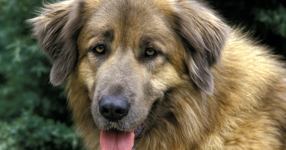 Cão Da Serra Da Estrela: Discover Portugal's Proud Pooch