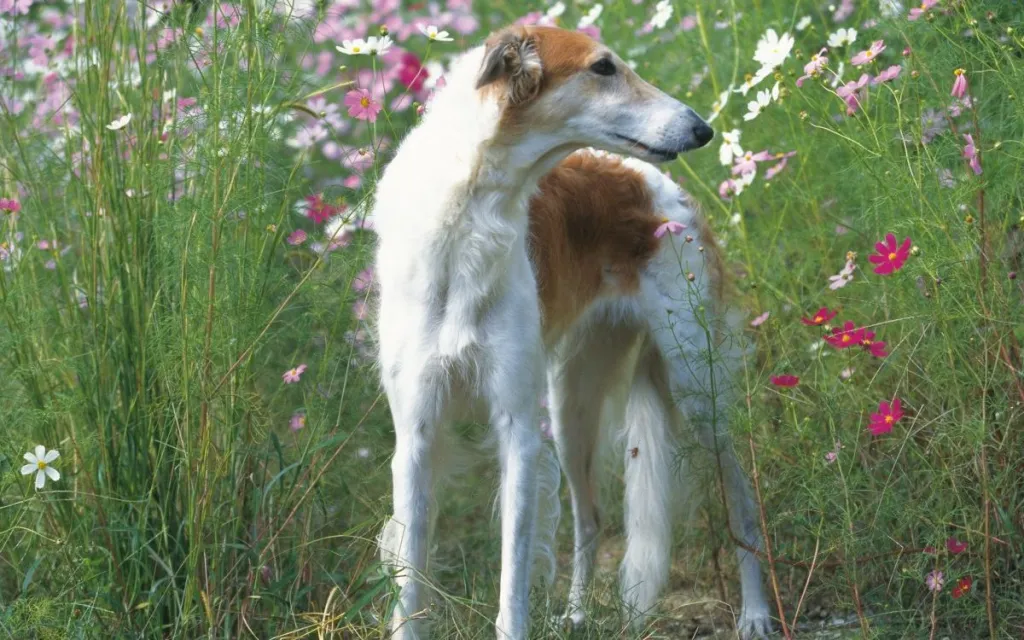 Borzoi Dog Breed Information & Characteristics
