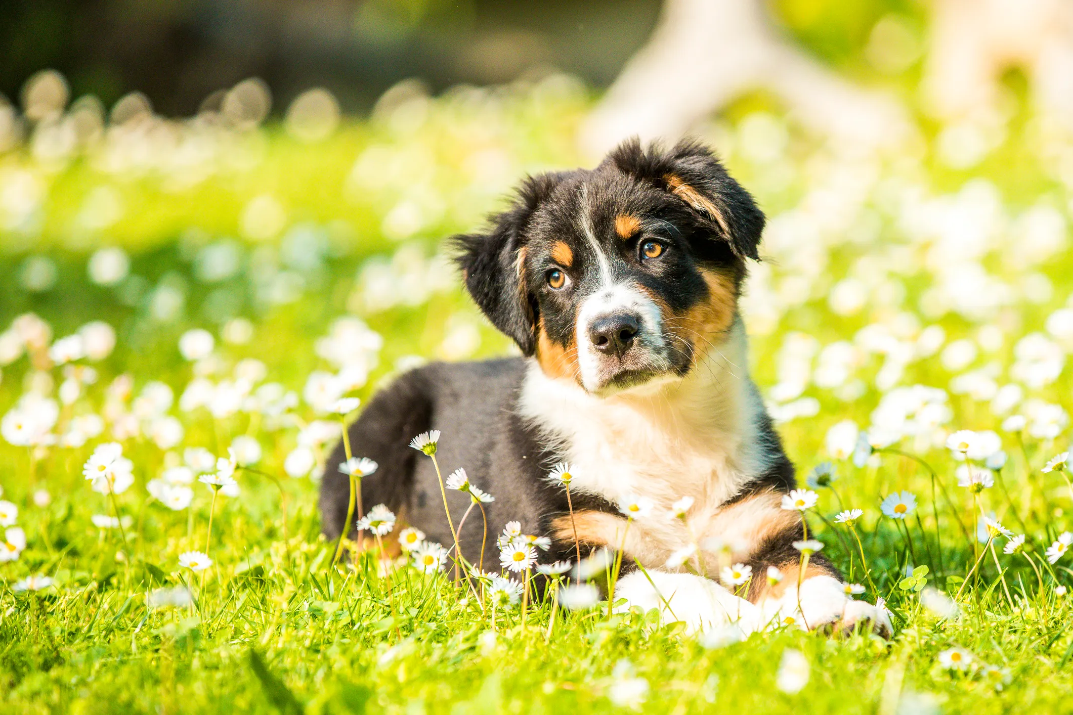 Tailless store australian shepherd