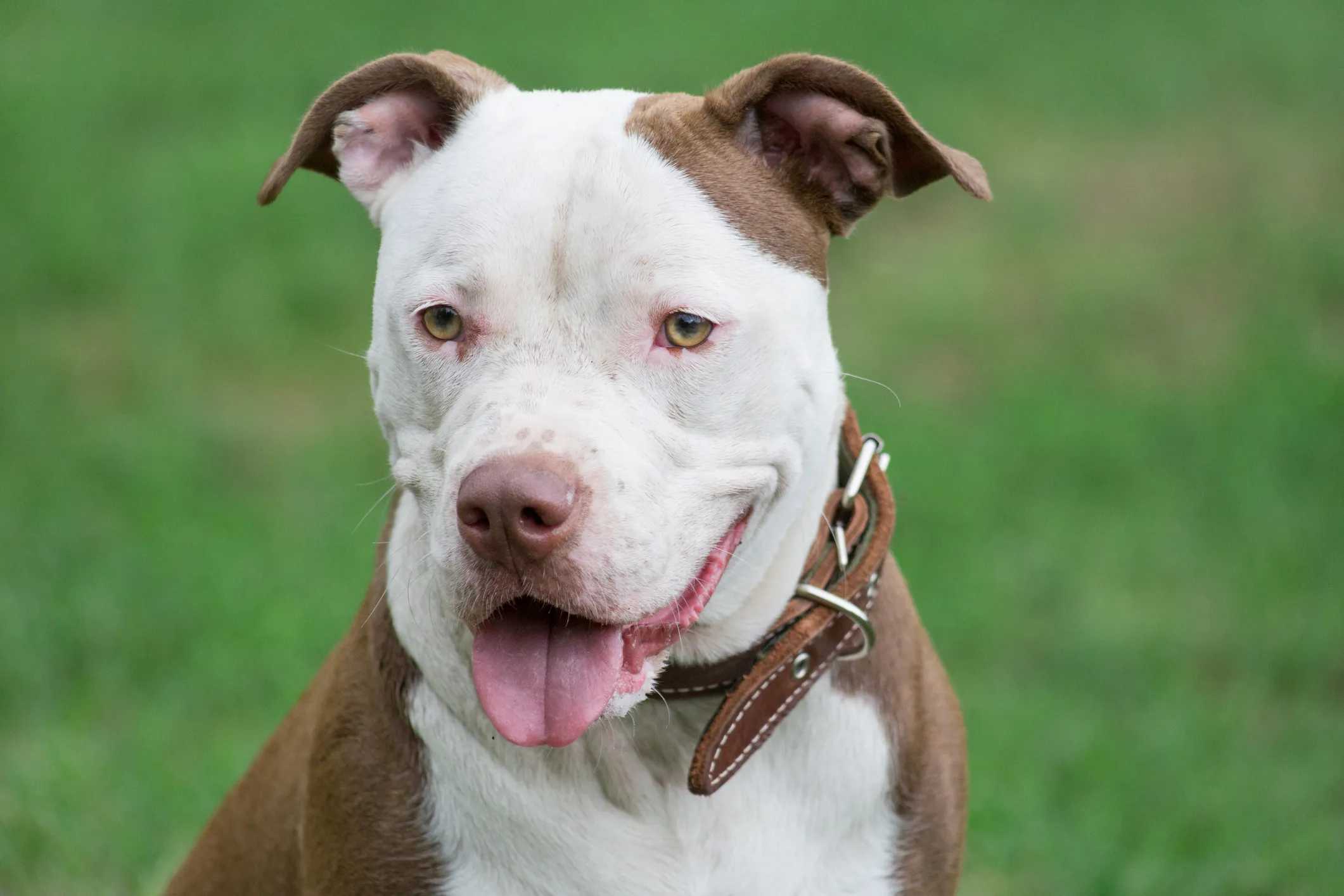 Pitbull store terrier information