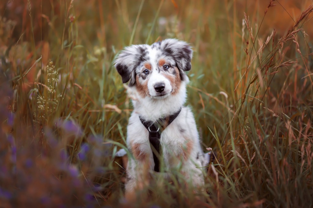 Cute Pictures of Australian Shepherds