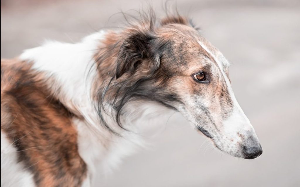 borzoi