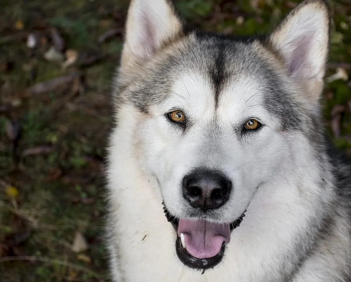 Alaskan Malamute Dog Breed Information & Characteristics