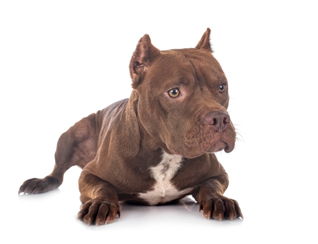 american pit bull terrier in front of white background