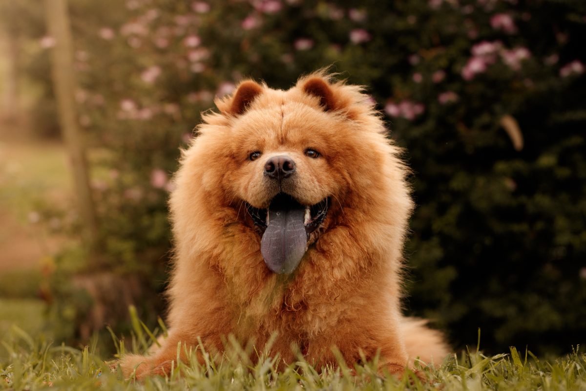 Chow chow 2024 dog temperament