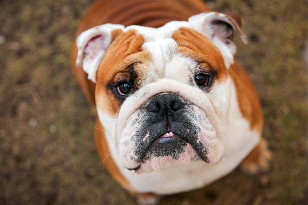 A brown and white bulldog looking up sweetly into the camera.