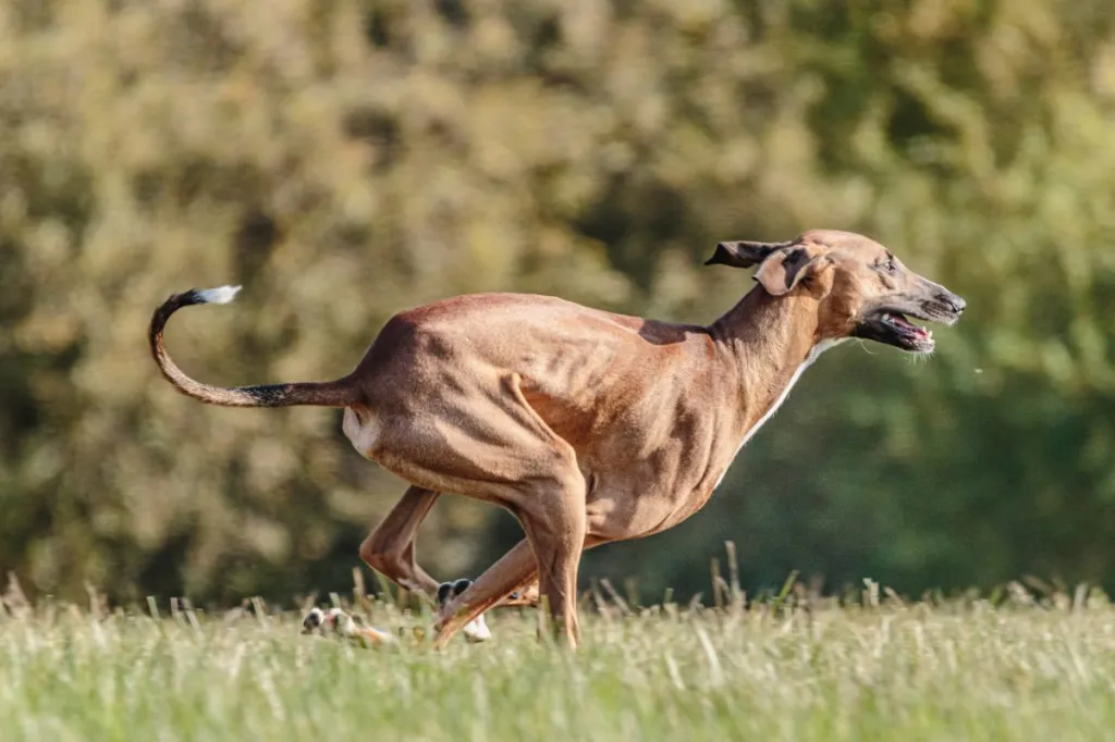 Azawakh dog running in the field