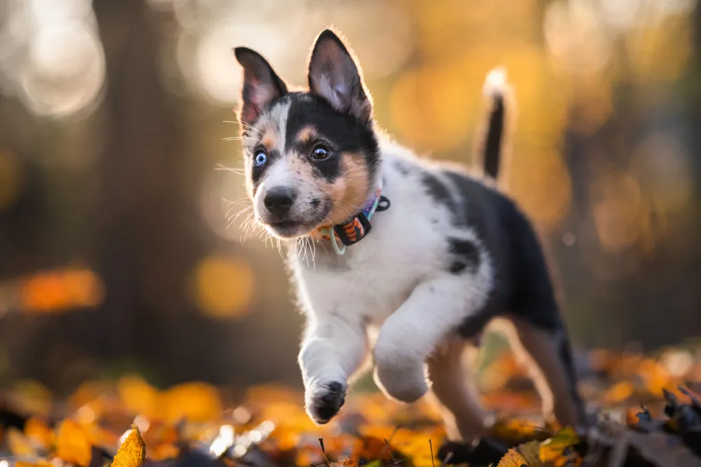 Australian Shepherd puppy running in leaves