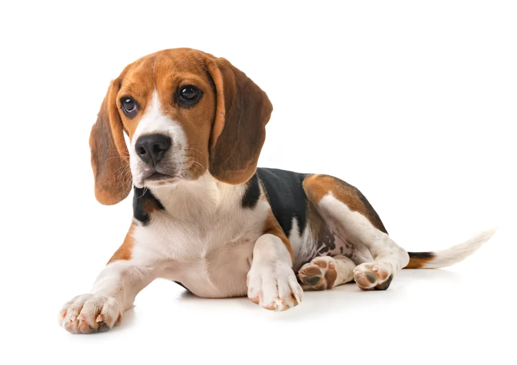 Beagle dog in front of white background.