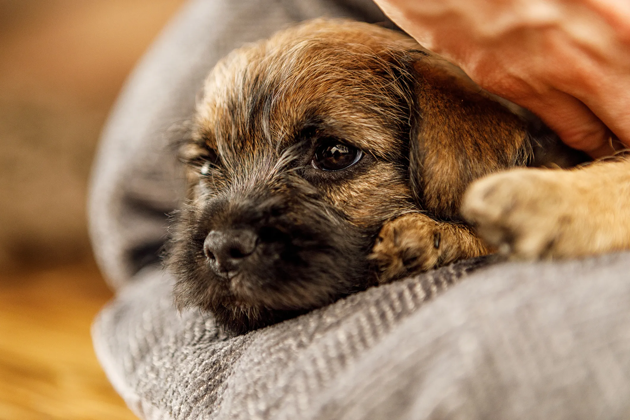 Border Terrier Dog Breed Information & Characteristics