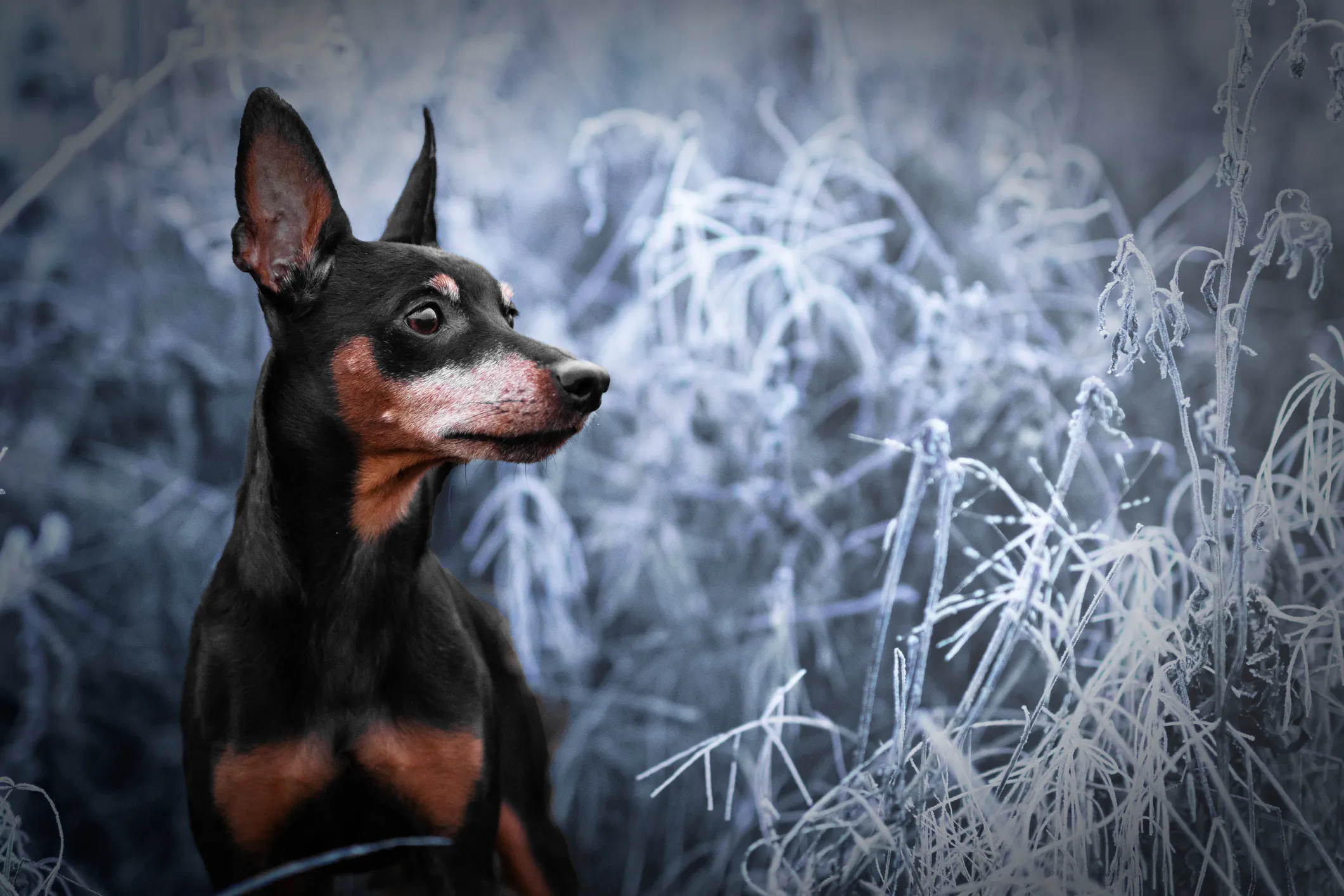 Miniature Pinscher Dog Breed Information Characteristics