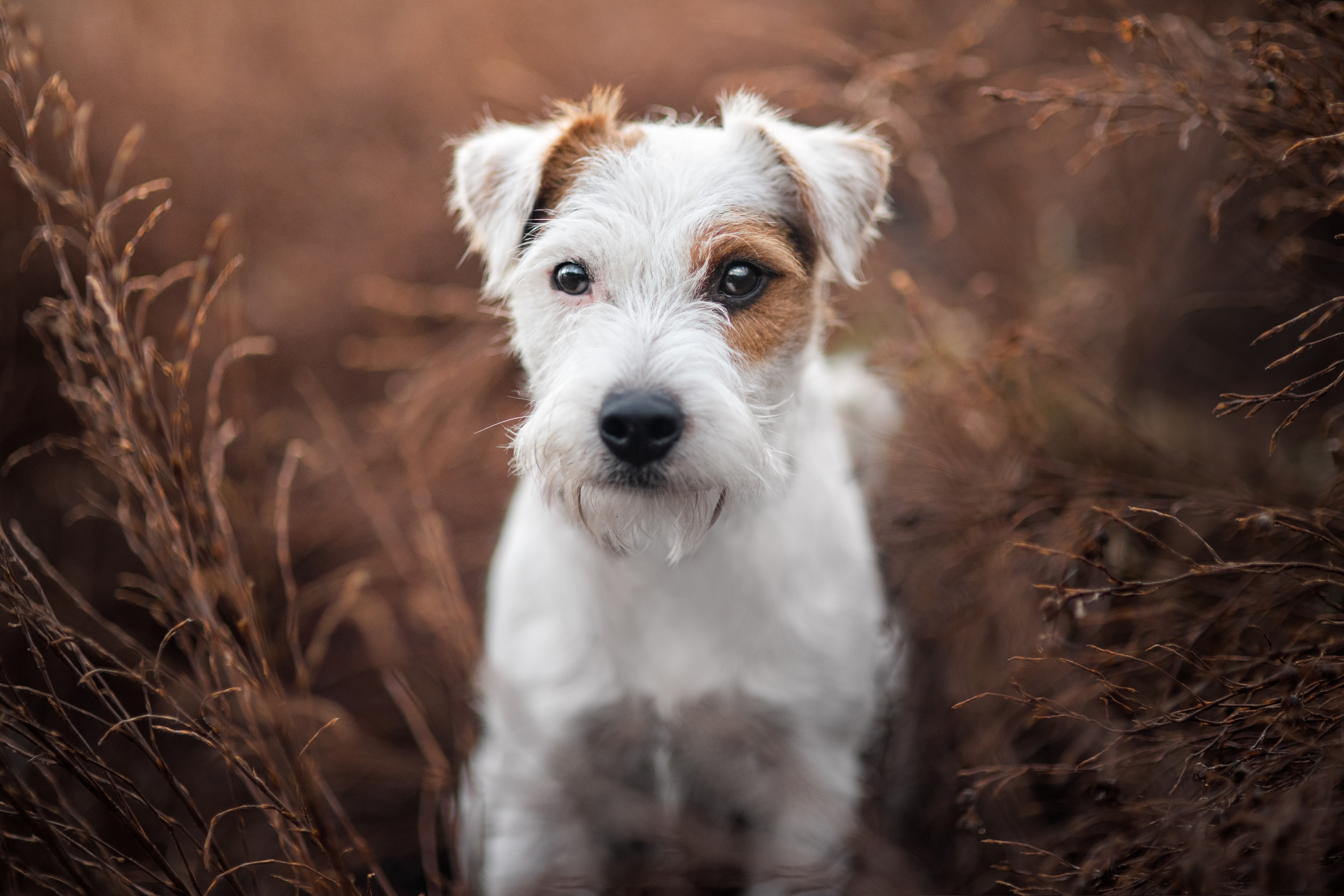 Jack Russell Terrier Dog Breed Information & Characteristics