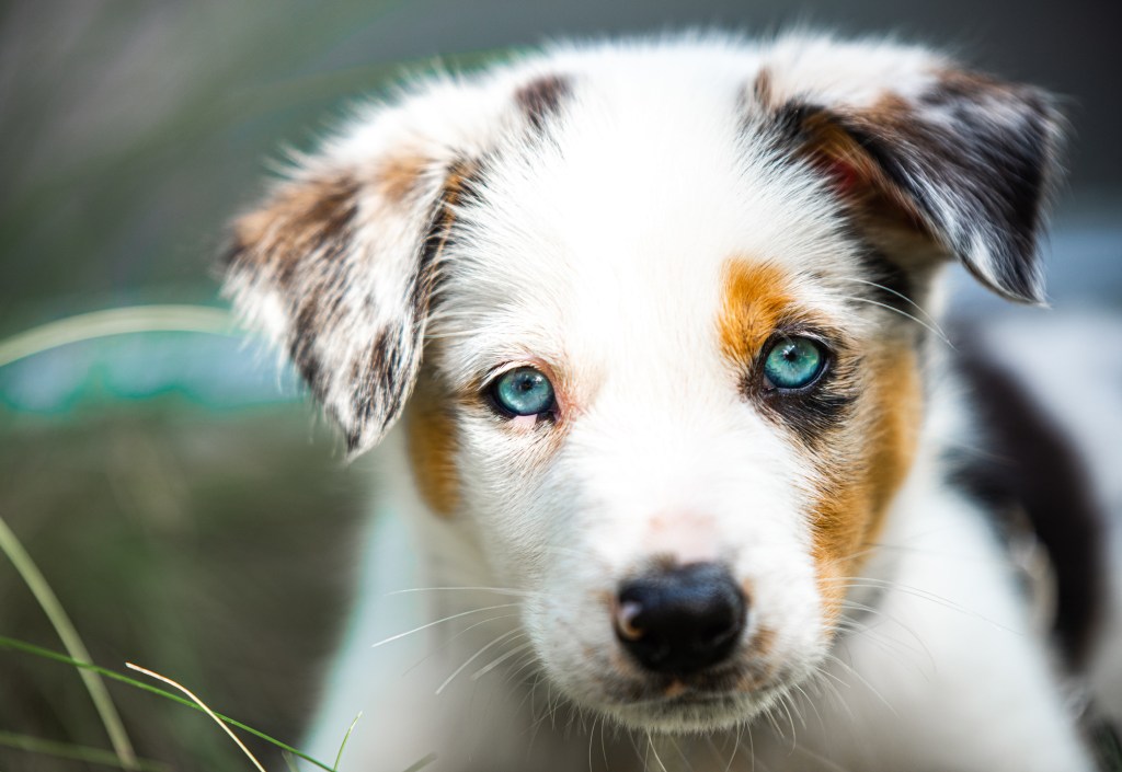 Close-up portrait of Australian Shepherd puppy