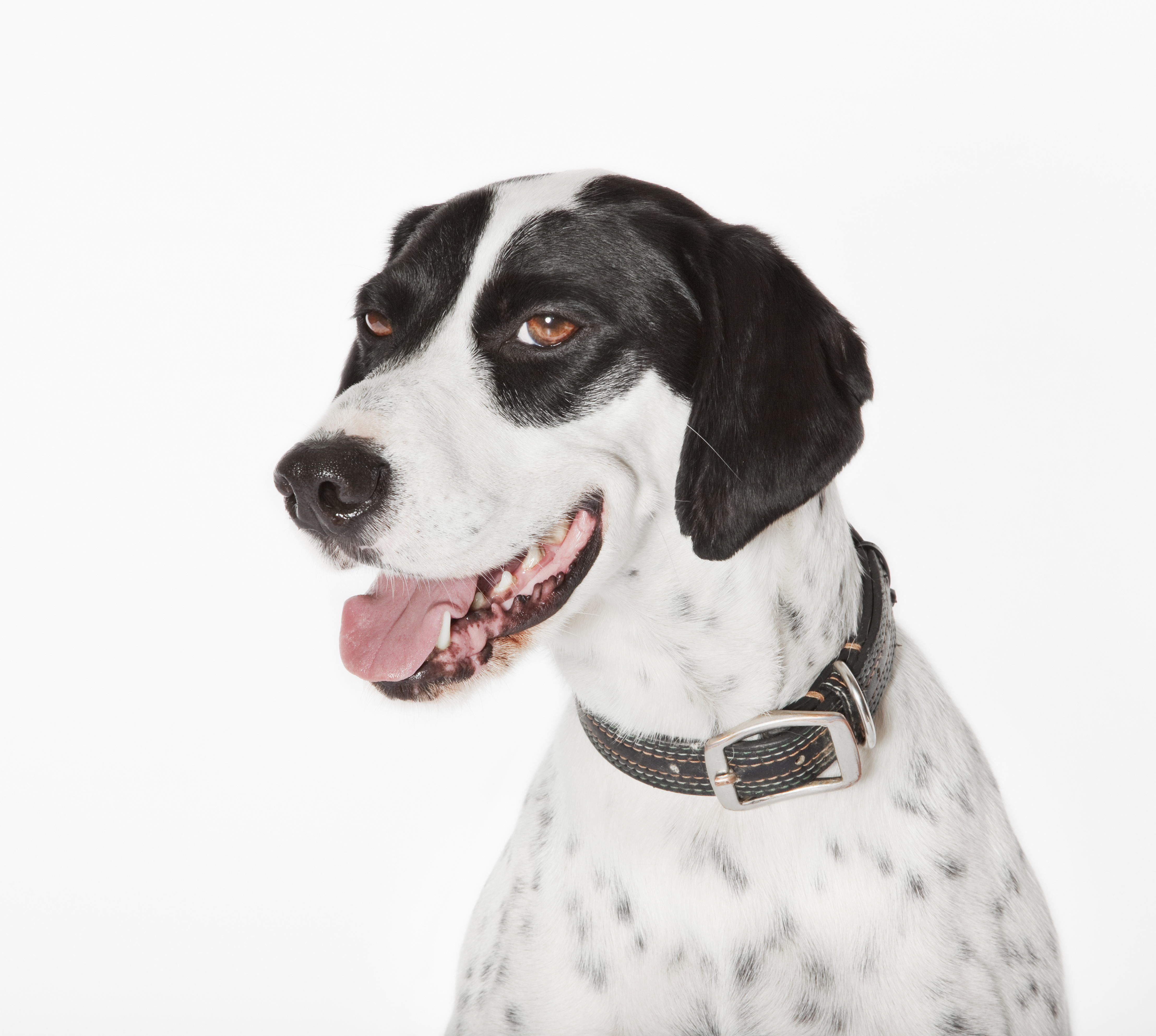 Pointer dog breeds store list