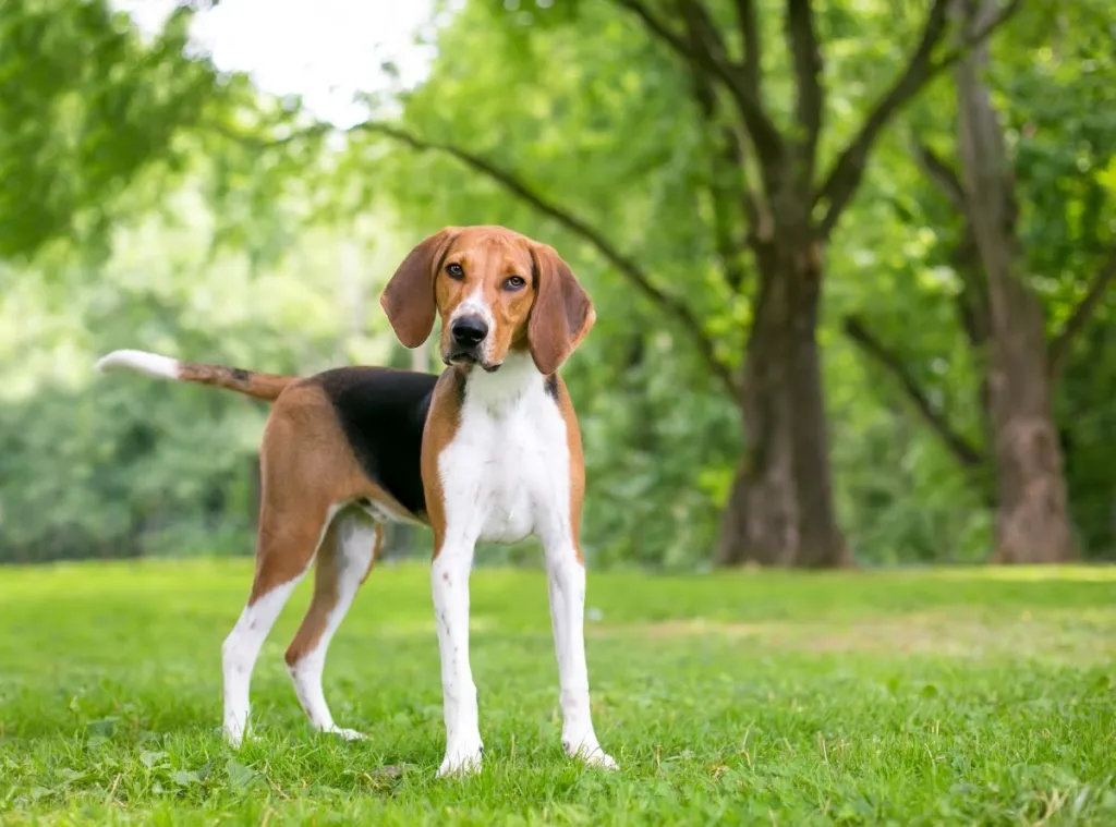 An American Foxhound dog with a head tilt