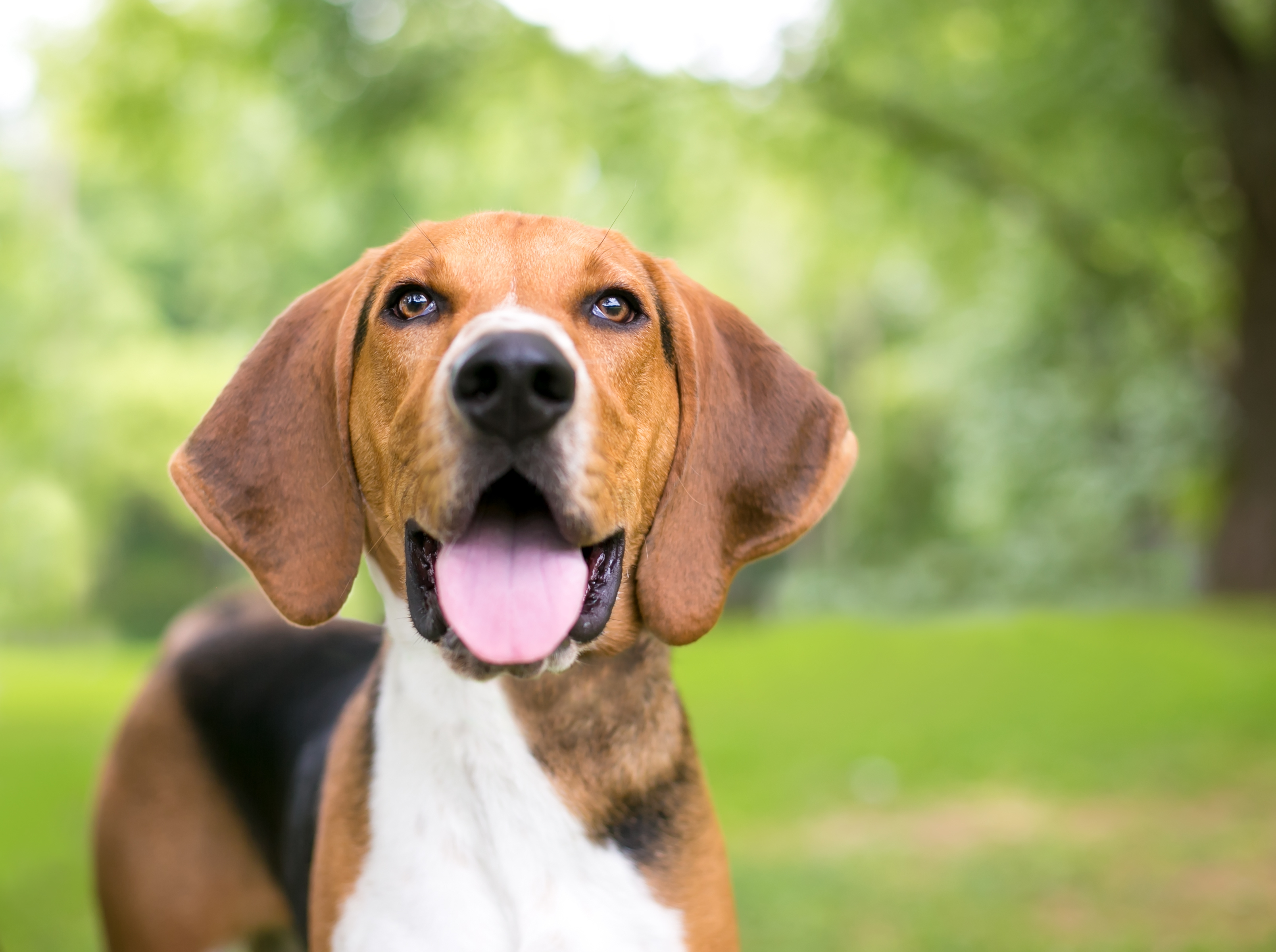 American foxhound hot sale mix