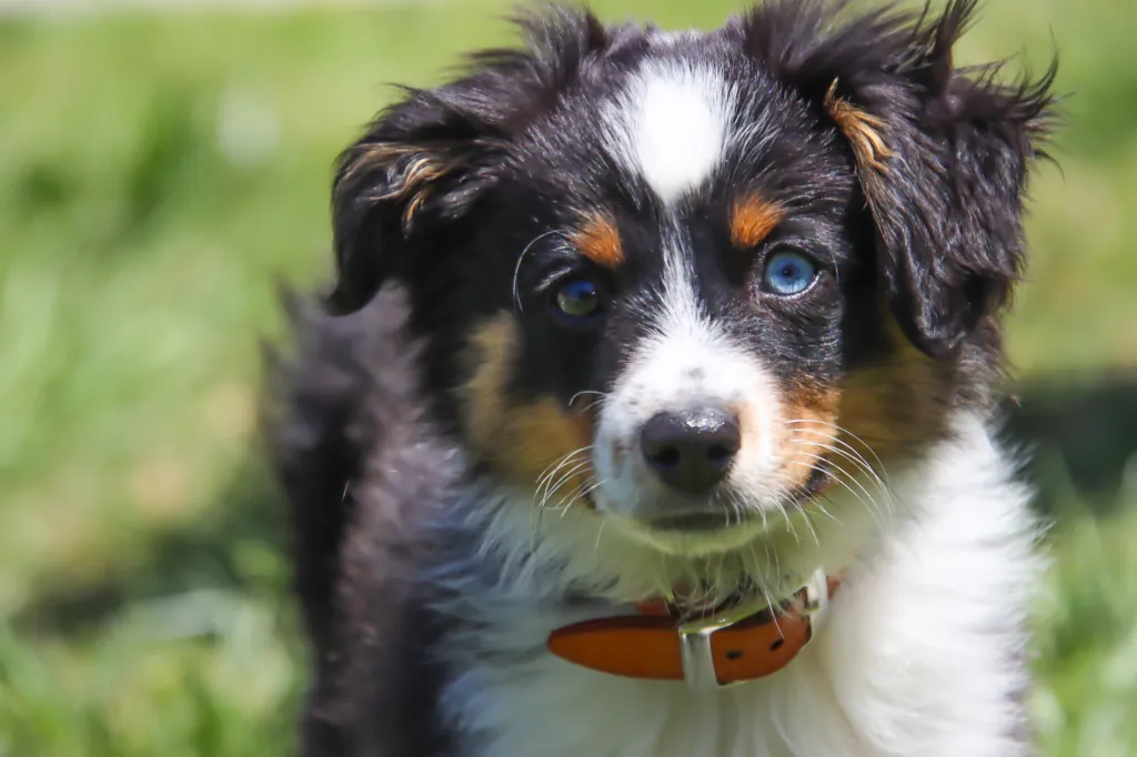 close-up of Australian Shepherd puppy