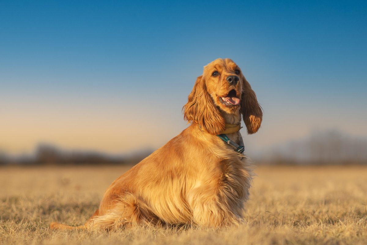 Purebred english cocker store spaniel