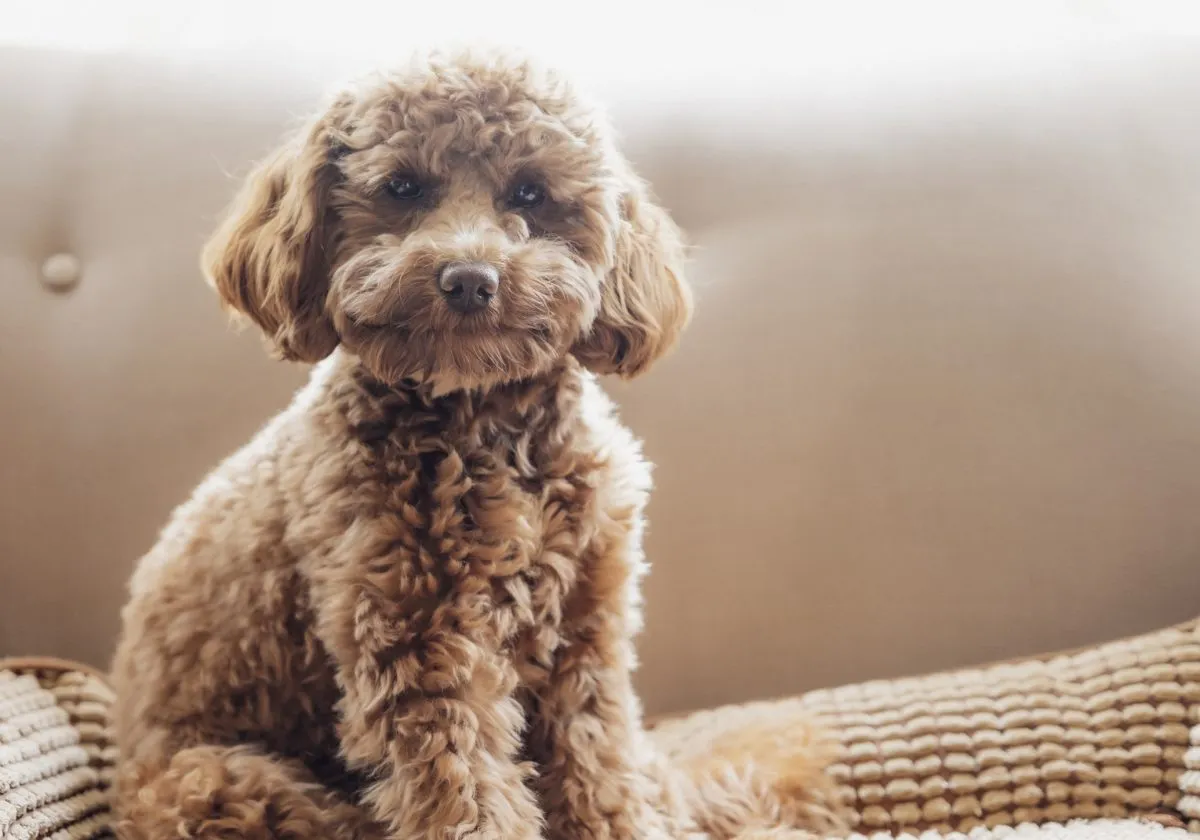 Cavapoo sales standard poodle