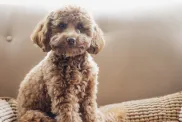 A cute little cavapoo puppy is sitting on the couch at home