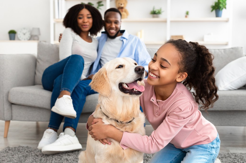 Closeup portrait of cheerful African American girl embracing her Labrador dog from shelter adoption as they spend time with parents in living room at home. Man and woman sitting on the sofa in background.