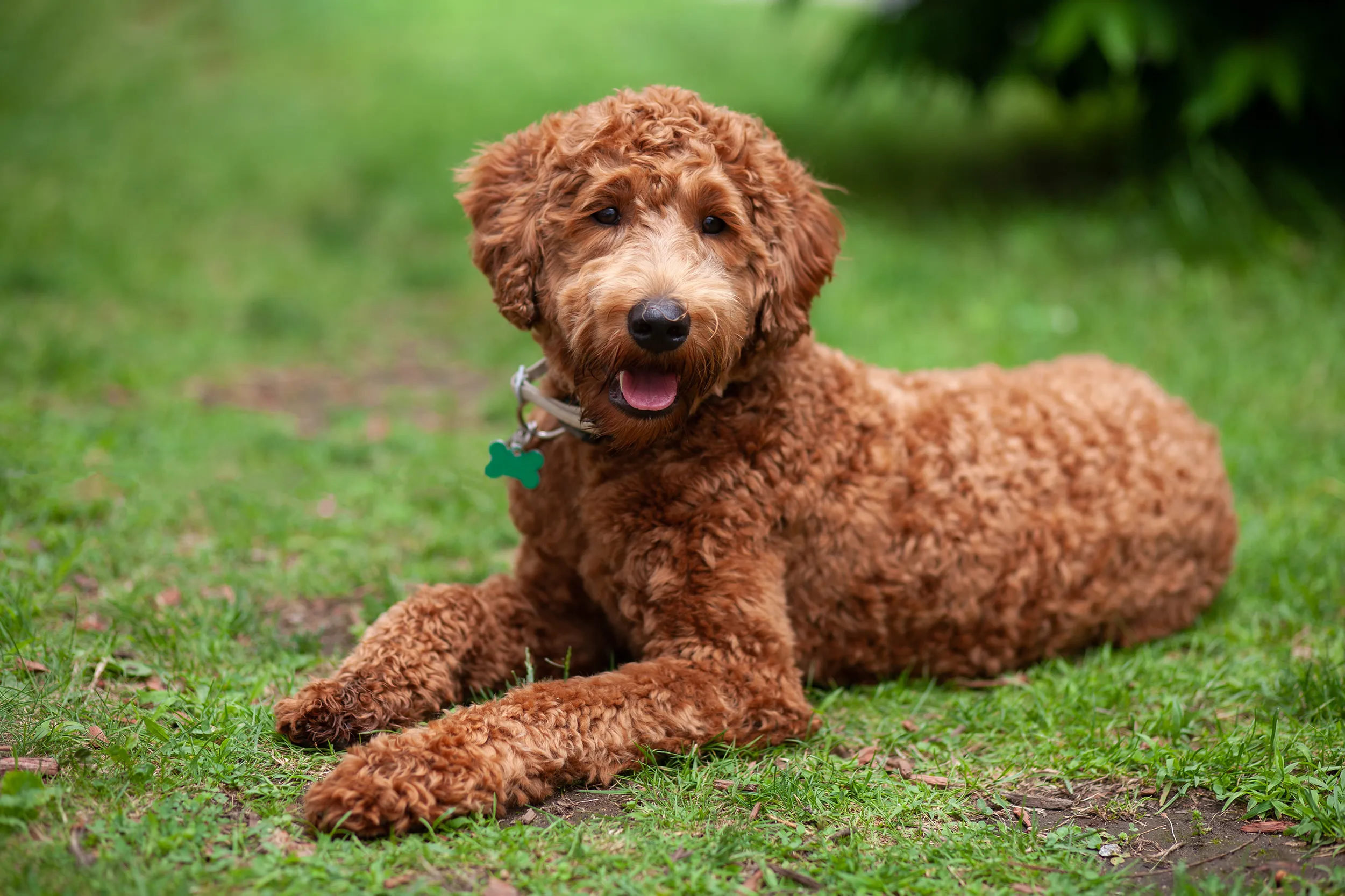 Labradoodle store breathing fast