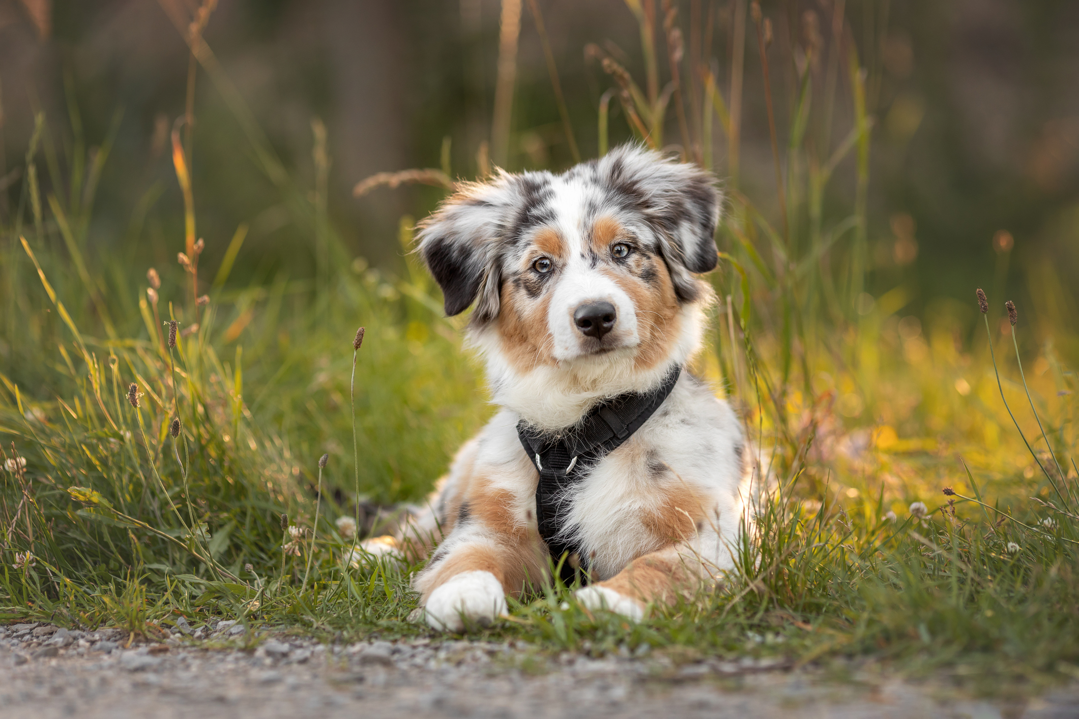 Australian Shepherd Dog Breed Information & Characteristics