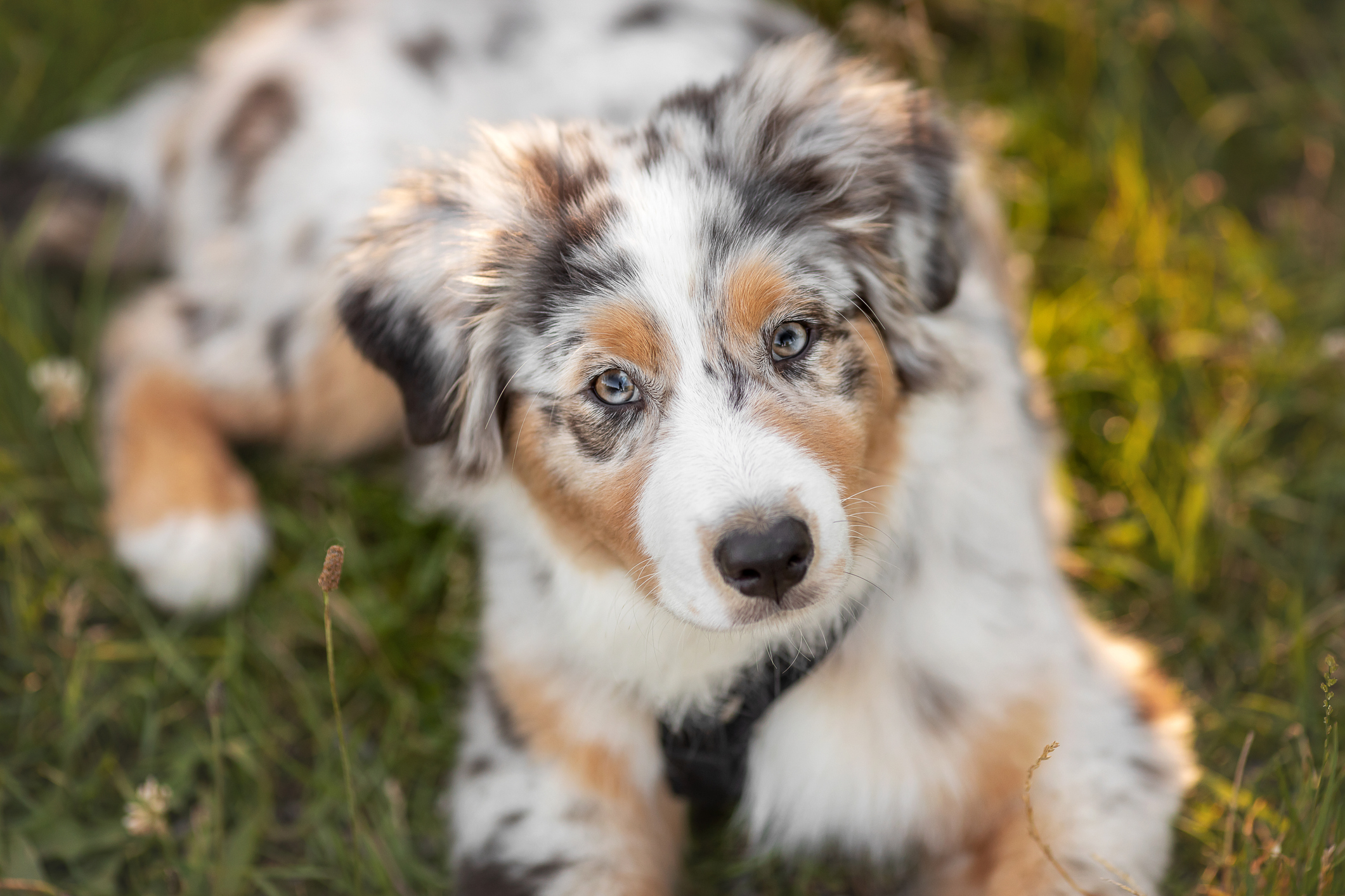 Tri color shop australian shepherd puppy