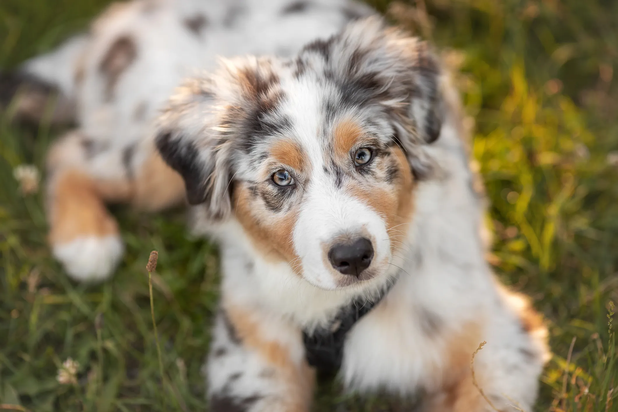 Australian shepherd clearance hot spots