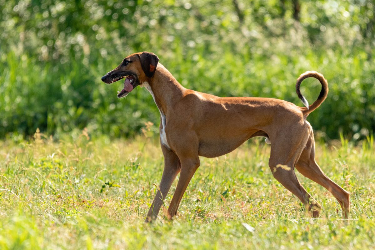 Azawakh dog sales