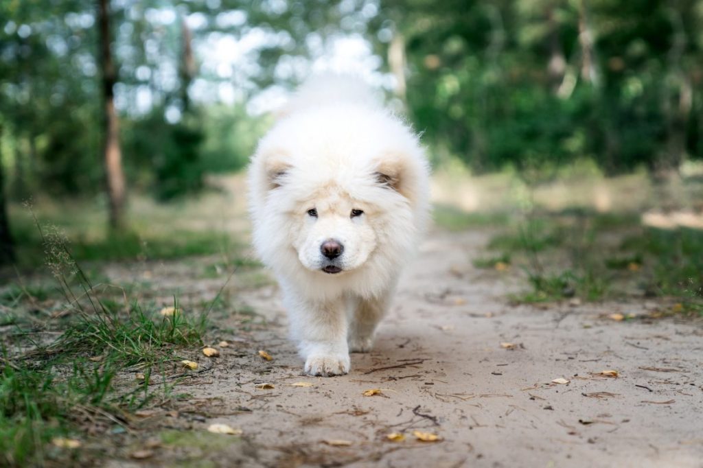 chow chow puppy white