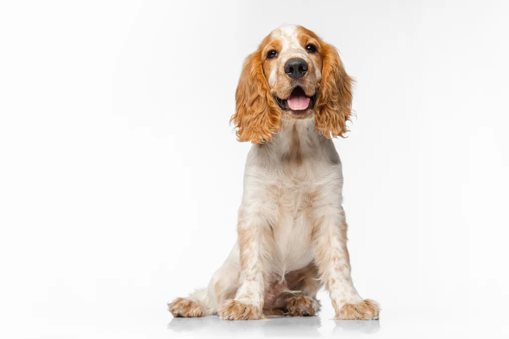 Cute Cocker Spaniel dog with tongue sticking out sitting isolated over white background.