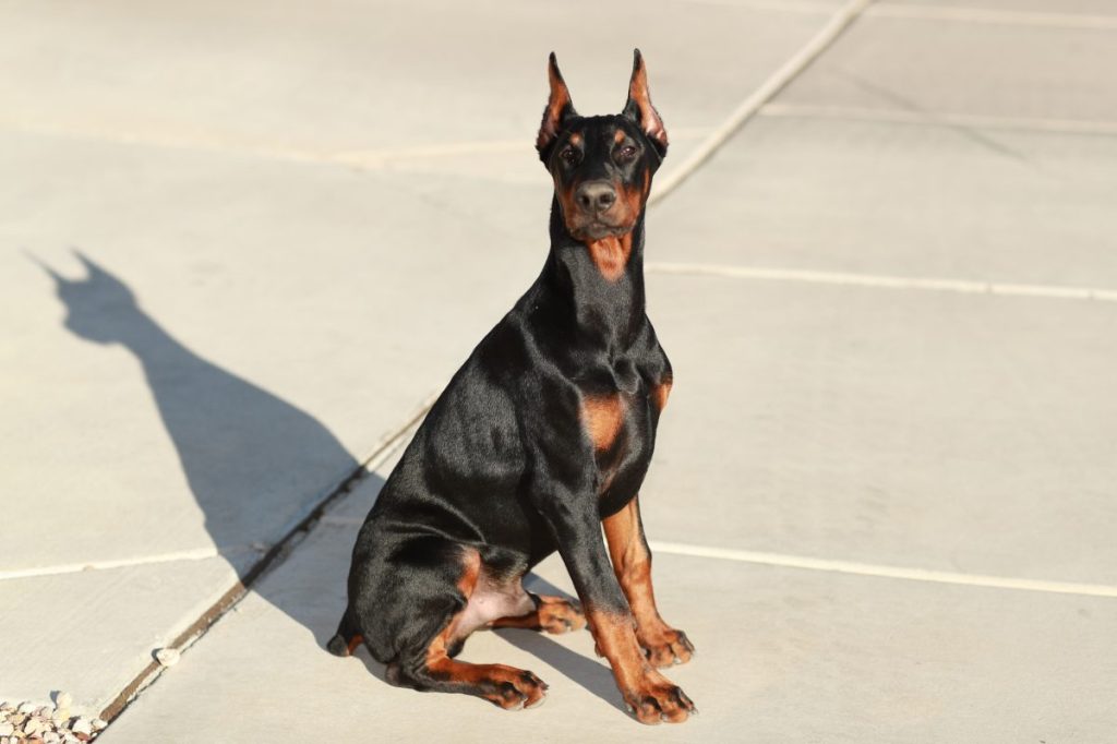 Doberman Pincer sitting on concrete, with their reflection casting behind them