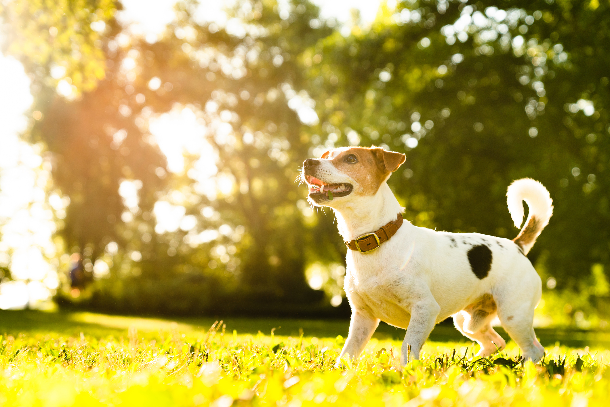 Jack Russell Terrier Dog Breed Information & Characteristics