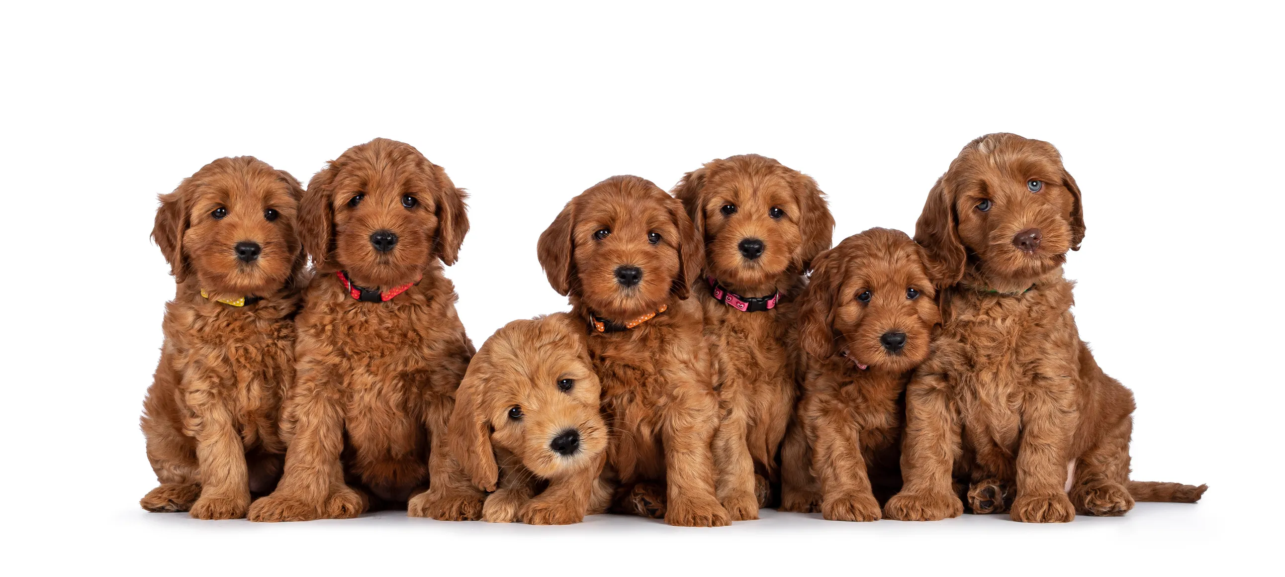 How much to outlet feed a labradoodle puppy