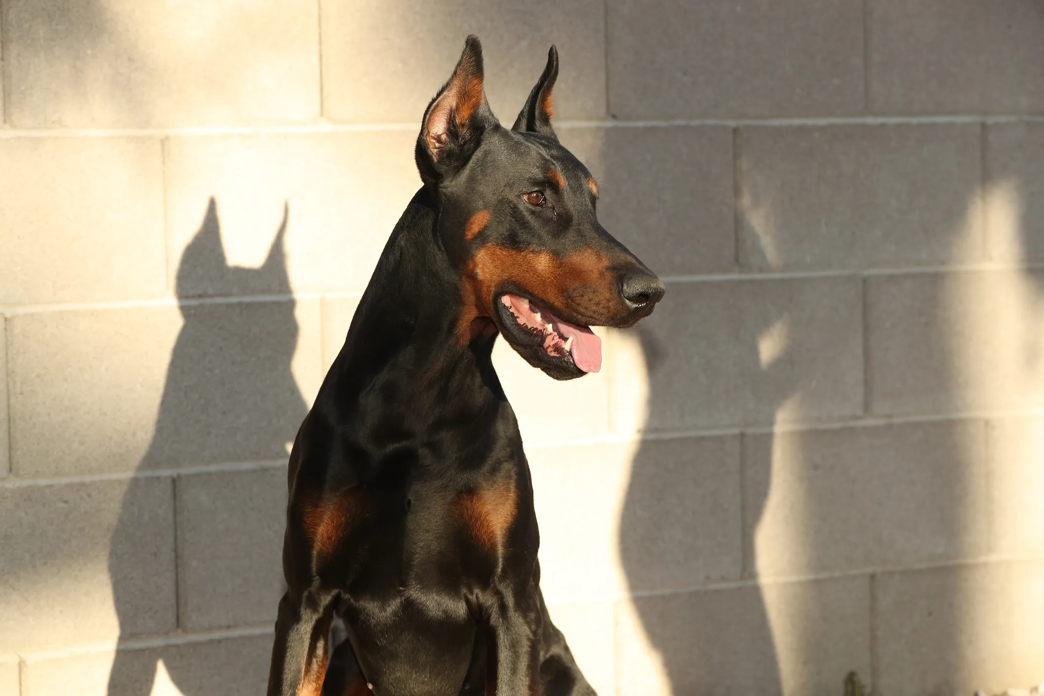 Doberman Pinscher Dog Breed Information Characteristics