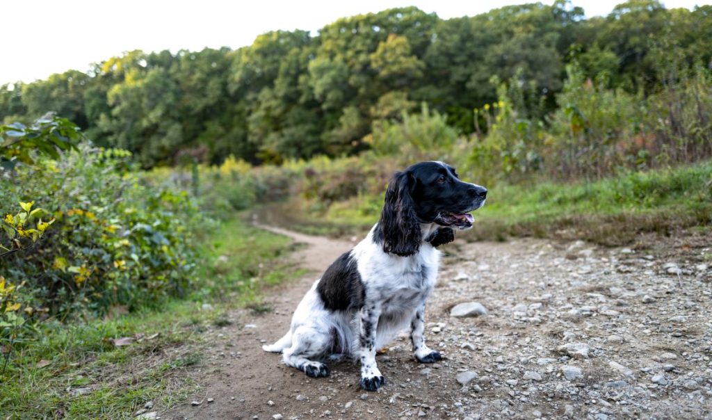 English Cocker Spaniel - Facts & Breed Information - WAF