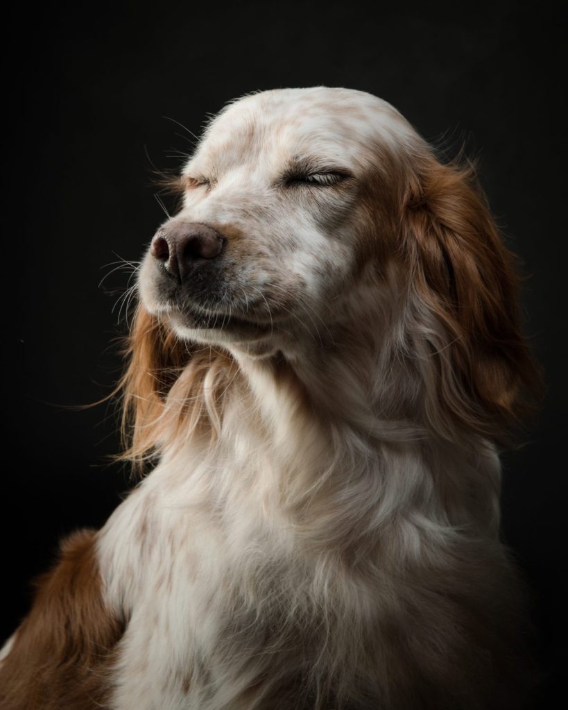 Close-up of english setter against black background.