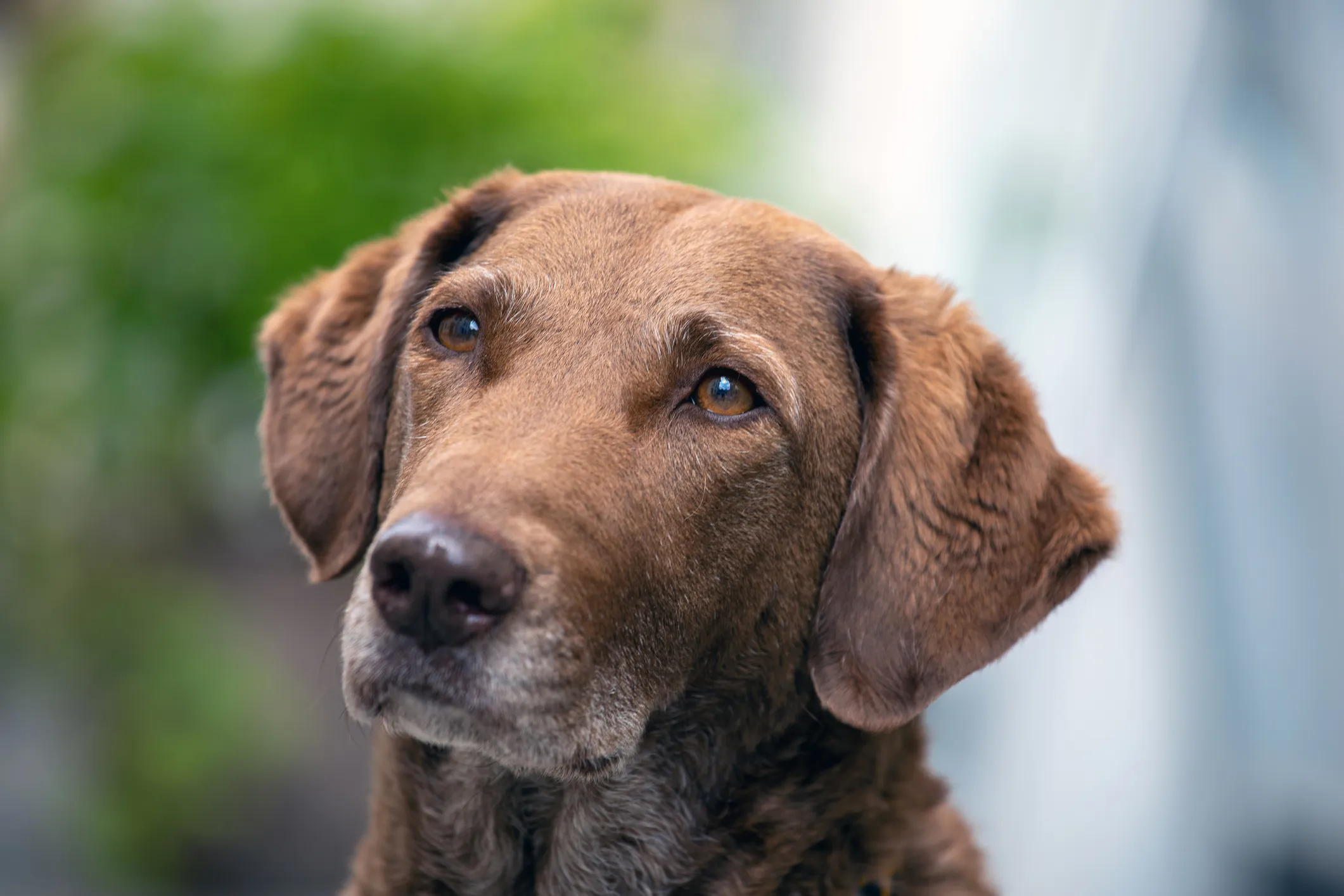 Chesapeake bay retriever sales rescue