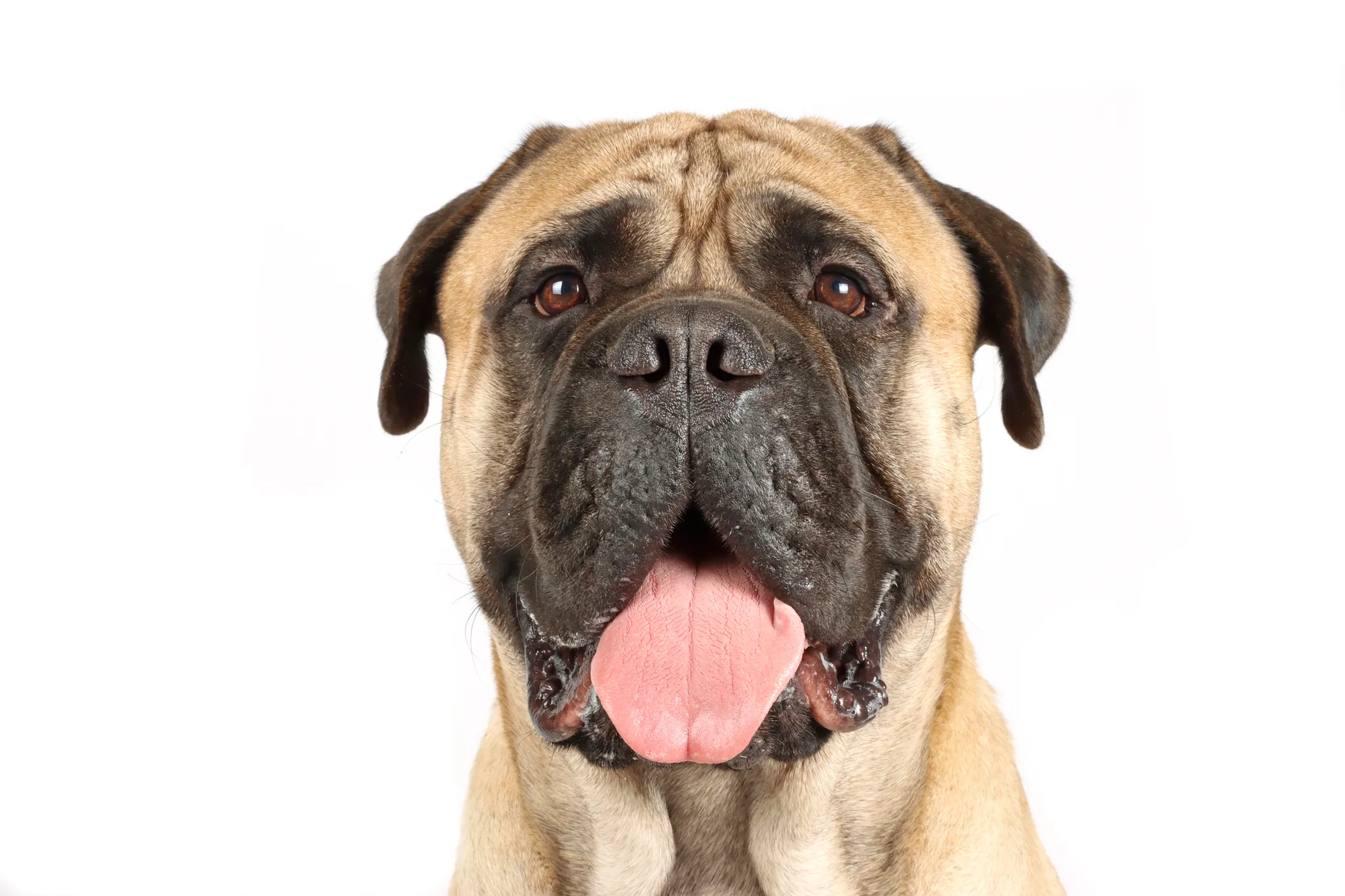 Best food hotsell for bullmastiff puppy