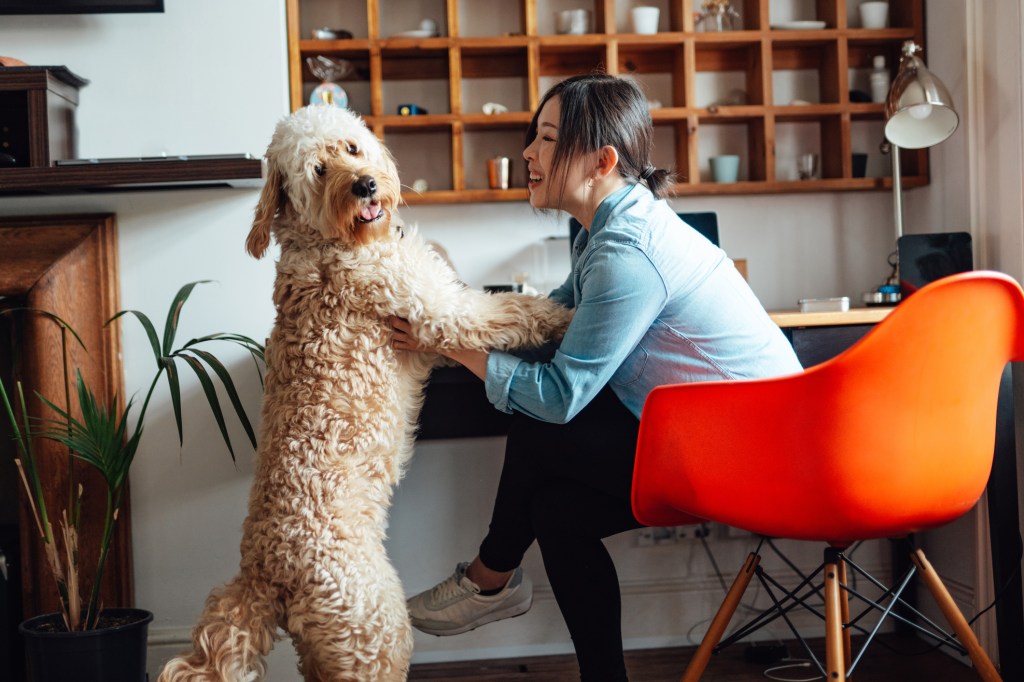 How to Keep Your Dog Entertained While at Work - Budget Direct