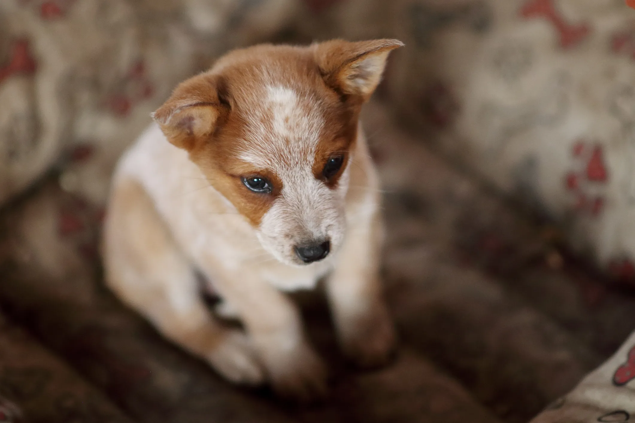 Red ticked hot sale australian cattle dog