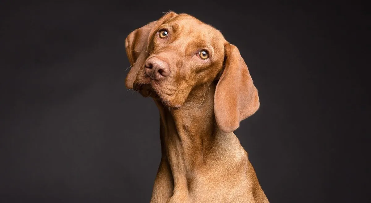 Large vizsla hot sale