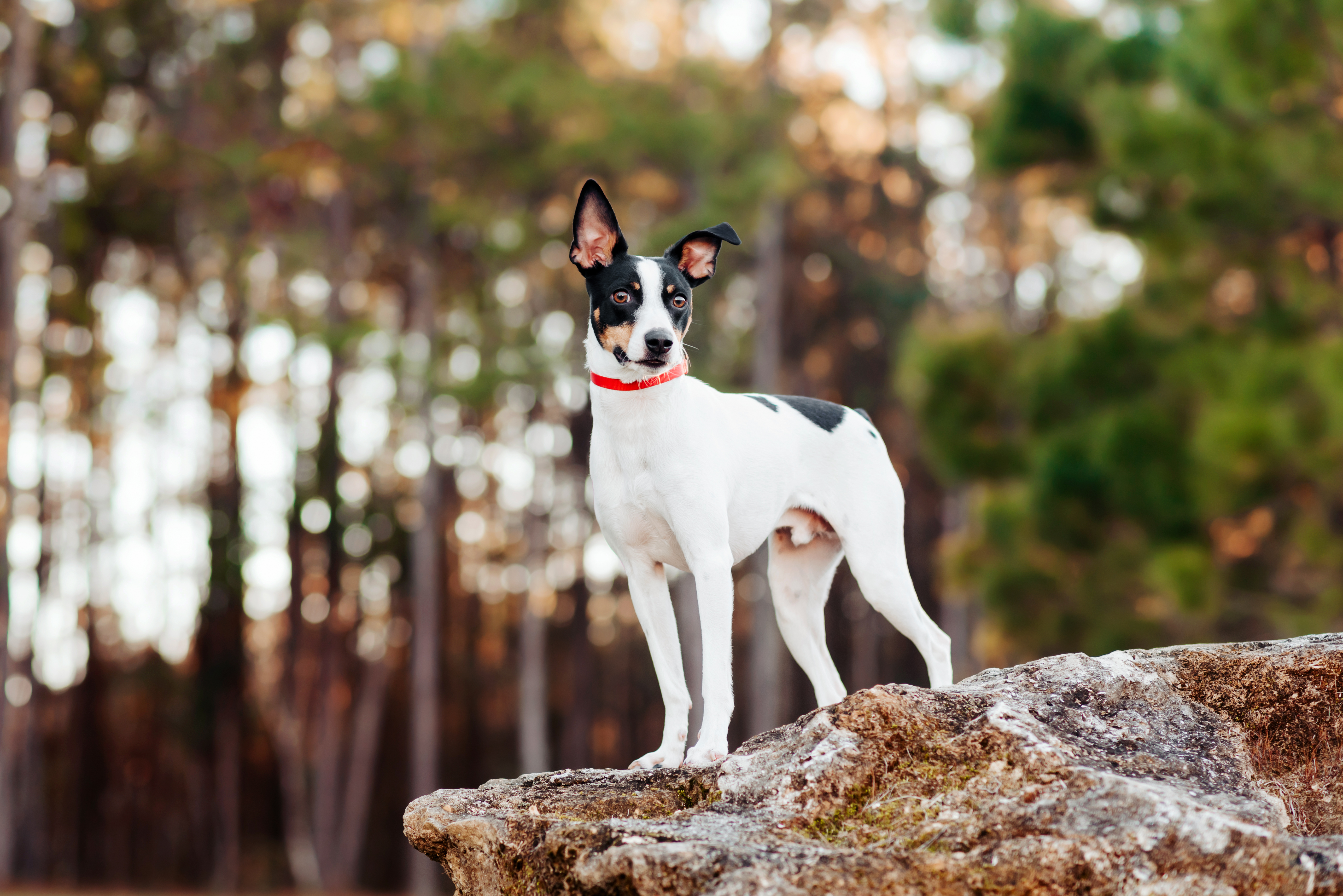 Black and best sale white rat terrier