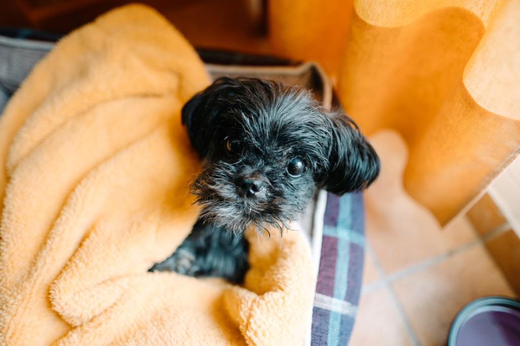 what health problems do yorkipoo have