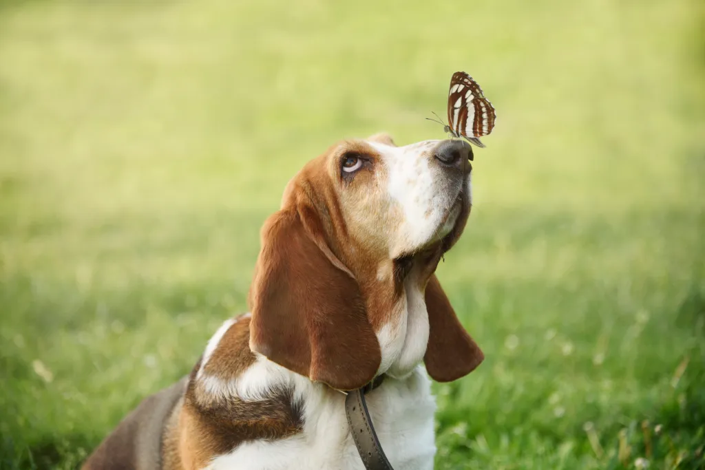 are basset hounds mean