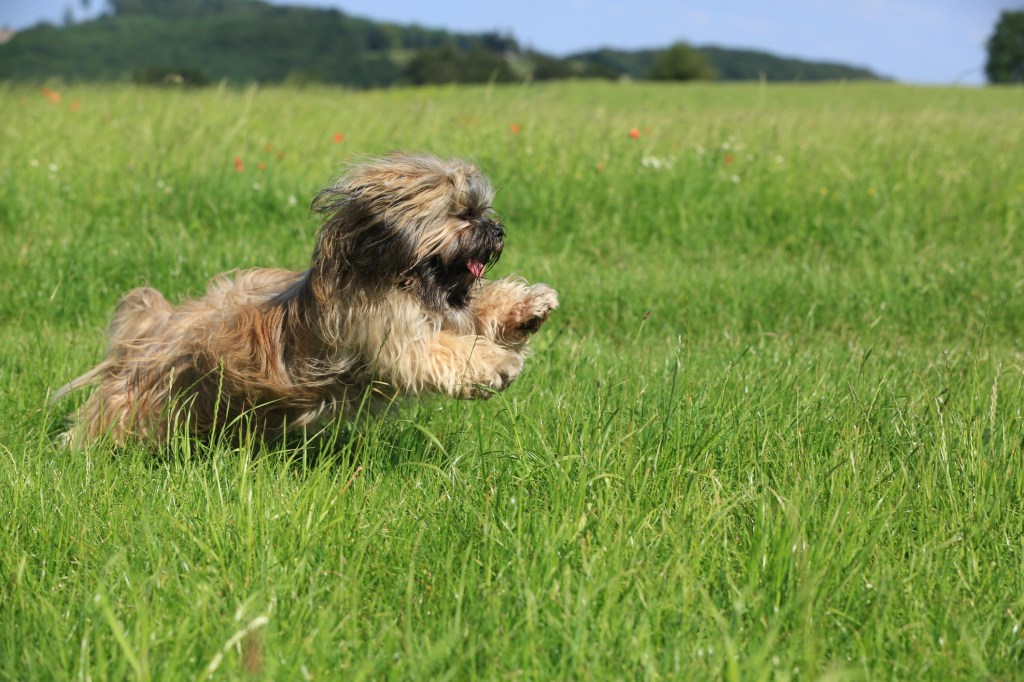 Lhasa Apso leaping