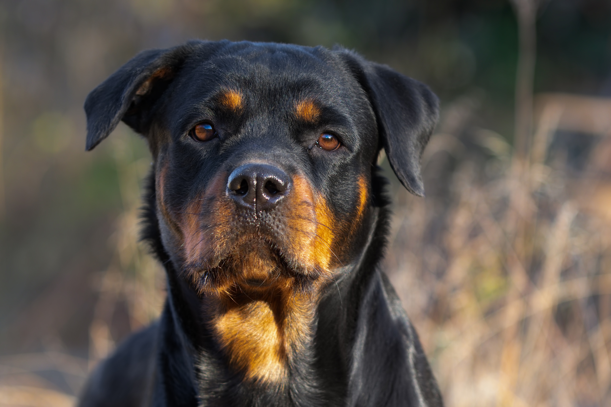 Rottweiler Dog Breed Information & Characteristics